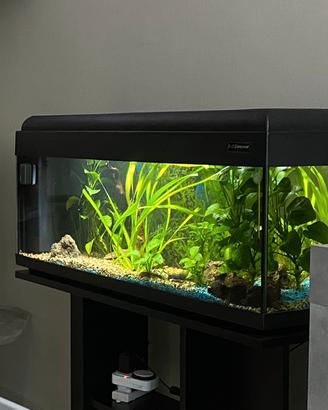 ACQUARIO