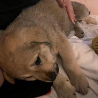 Cane pastore abruzzese