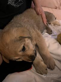 Cane pastore abruzzese