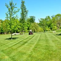 Manutenzione Giardino/siepi/alberi