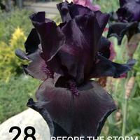 Rizoma iris gaggiolo nero - before the storm