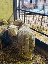 Montone ile de france