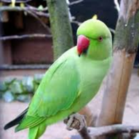 Parrocchetti dal collare