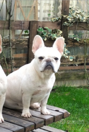 Bulldog francese esotici crema