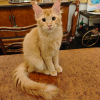 Cucciola Maine coon