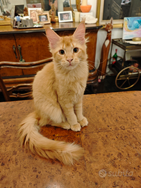 Cucciola Maine coon