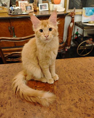 Cucciola Maine coon
