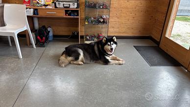 Alaskan malamute in adozione