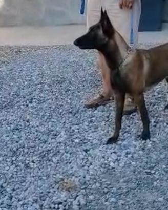 Pastore belga Malinois