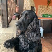 Cocker maschio per accoppiamento