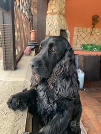 Cocker maschio per accoppiamento