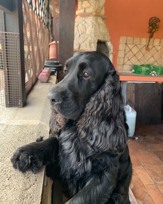 Cocker maschio per accoppiamento