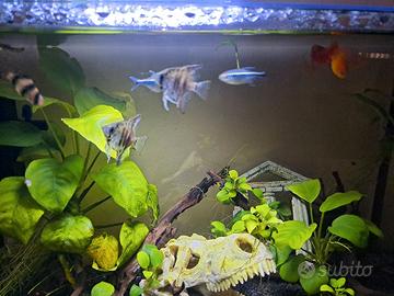 pesci scali neon neri e platy