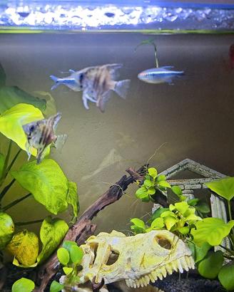 pesci scali neon neri e platy