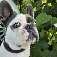 Bulldog Francese per Monta