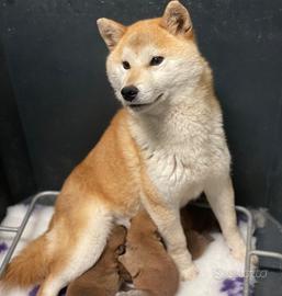 Shiba con pedigree ENCI alta genealogia