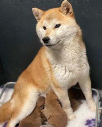 Shiba con pedigree ENCI alta genealogia