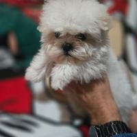 Cucciolo di maltese