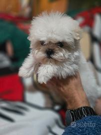 Cucciolo di maltese