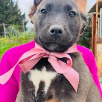 Cucciola dolce amore vaccino no minorenni