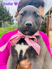 Cucciola dolce amore vaccino no minorenni