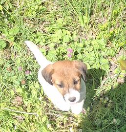 Simpaticissimi jack Russel