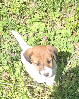 Simpaticissimi jack Russel