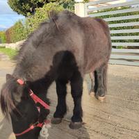 Mini frisone SOLO PER MONTE