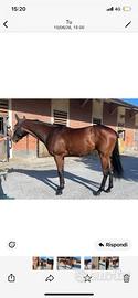 Cavallo