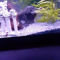 Sabbia acquario bianco o nero fine