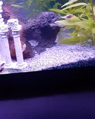Sabbia acquario bianco o nero fine