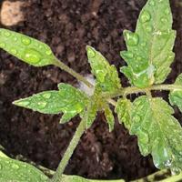 Pomodori da vaso e da orto