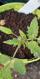 Pomodori da vaso e da orto