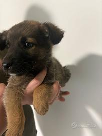 Cucciolo meticcio taglia piccola