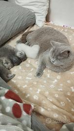 Cuccioli scottish fold e straight