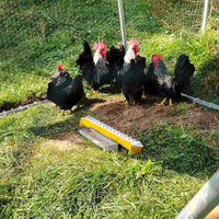 Coppia di Chabo (Bantam)