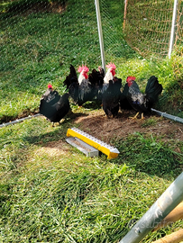 Coppia di Chabo (Bantam)