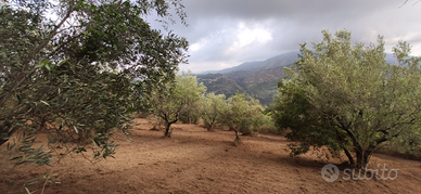 Terreno Uliveto alto indice edificabilità