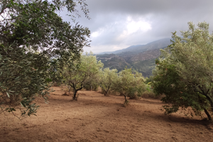 Terreno Uliveto alto indice edificabilità