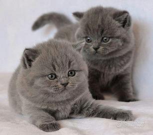 BRITISH SHORTHAIR CUCCIOLI BLU - pag comode rate