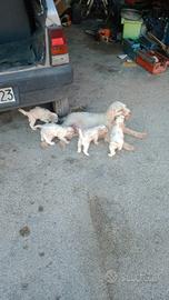 Cuccioli di Lagotto romagnolo