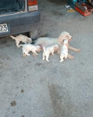 Cuccioli di Lagotto romagnolo