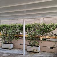 Pergotende tende persiane 