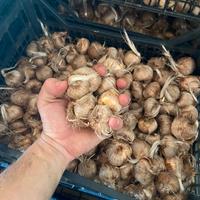 bulbi di zafferano xl11 pronti per fioritura