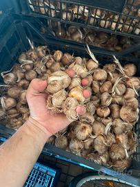 bulbi di zafferano xl11 pronti per fioritura