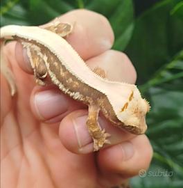 Geco ciliatus
