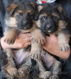 Cuccioli di pastore tedesco