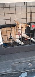 Disponibili 2 cani