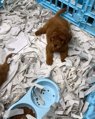 Cuccioli di barboncini red mini