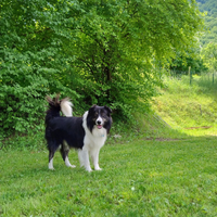 Cane border collie per accoppiamento